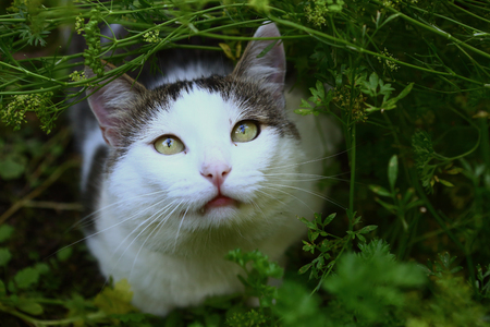 domestic cat hunter hunting birds in the summer garden close up expressive photoの写真素材