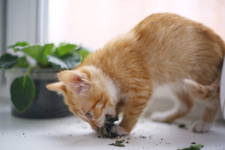 noughty red kitten ruined pot plants close up photo on window backgroundの写真素材