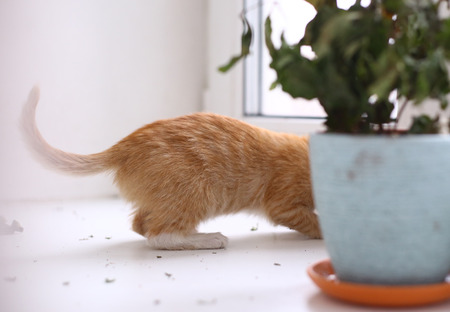 noughty red kitten ruined pot plants close up photo on window backgroundの写真素材