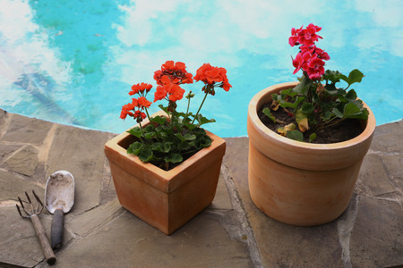 pot plants on the bank of swimming pool close up ourdoor photoの写真素材