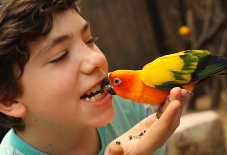 teenager boy feeding parrot with sonflower seed funny photo in open air asian zooの写真素材
