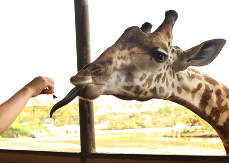 giraffe in asian thai outdoor zoo park close up feeding photoの写真素材