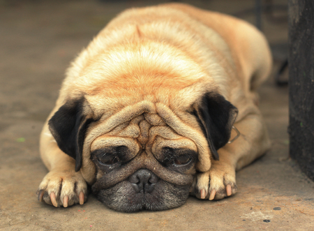 pug dog close up muzzle photo resting on the hot day on the groundの写真素材