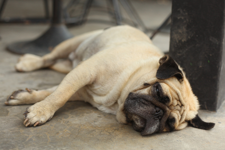 pug dog close up muzzle photo resting on the hot day on the groundの写真素材