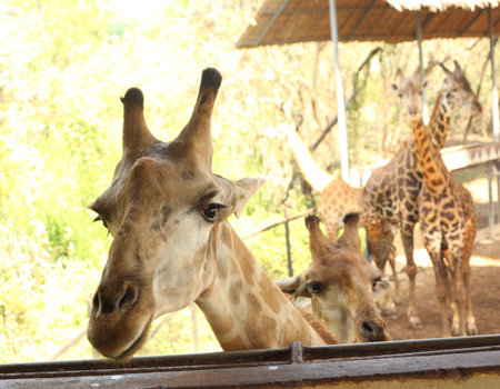 giraffe in asian thai outdoor zoo park close up feeding photo