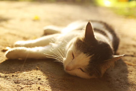 cat lay on summer siesta close up outdoor photoの写真素材
