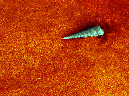 blue clam shell on the red sand beach backgroundの写真素材