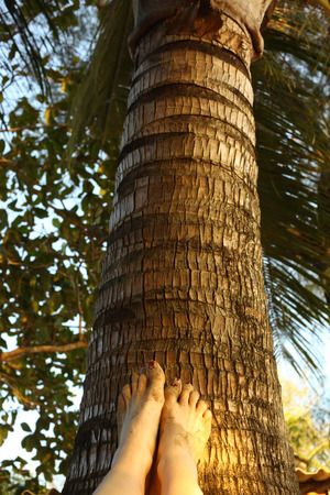 woman pedicured feet on palm treeの写真素材