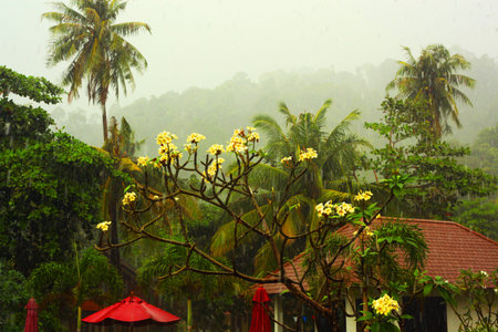 Tropical rainforest in Borneo, Malaysiaの写真素材