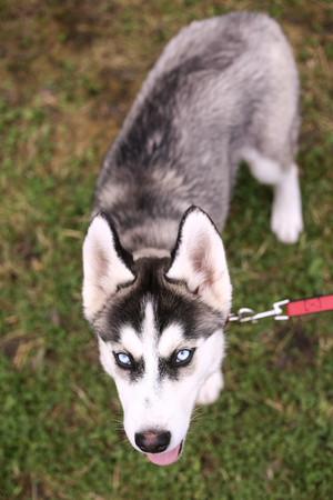 siberian husky puppy cloe up photo on green grass backgroundの写真素材