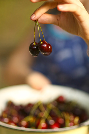sweet cherry merry in human hand with teenager girl on background close up summer outdoor photoの写真素材