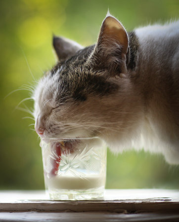 hungry cat drink milk from glass on windowsill on summer green backgroundの写真素材
