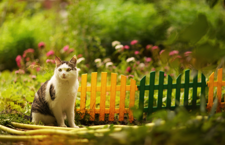 tom mail cat close up portrait on summer garden background with decoration fenceの写真素材
