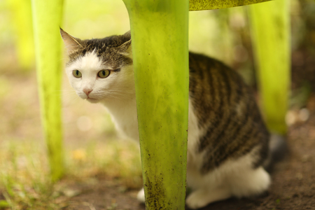 tom mail cat close up portrait on summer garden background with decoration fenceの写真素材