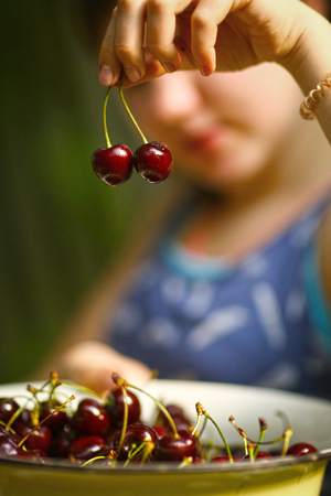 sweet cherry merry in human hand with teenager girl on background close up summer outdoor photoの写真素材