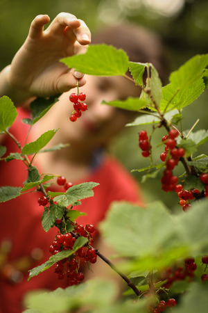 teenager girl harvesting red current from bush close up summer outdoor photoの写真素材