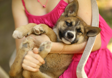 teenager girl hug puppy shepherd dog close up photo on green garden backgroundの写真素材