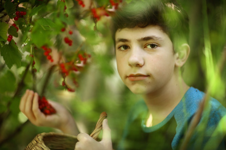 teenager boy harvesting black currant with basketの写真素材