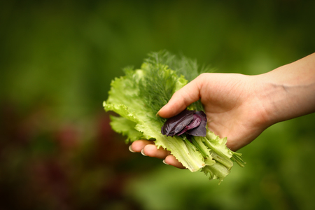 human hand with green salad dill parsley cilantro on garden-bed background closeup photoの写真素材