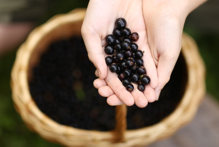 harvest black currant berry handful close up photo on full basket backgroundの写真素材