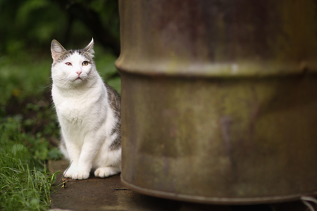 cute funny cat close up portrait with old barrel on green garden backgroundの写真素材