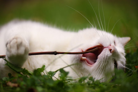 tom mail blue eyed cat play close up portrait on summer green grassの写真素材