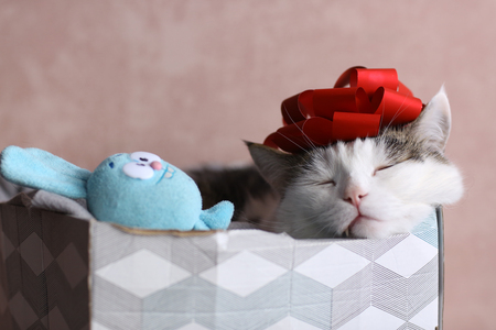 funny cat photo sleeping in gift box with red bow on head as a hatの写真素材
