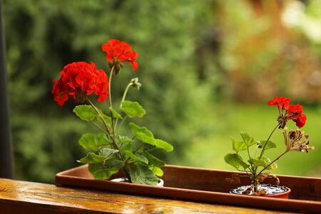 geranium flowers in flower basket box close up photo on green summer formal garden backgroundの写真素材