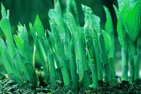vegetation sprout close up photo in vegetable garden backgroundの写真素材
