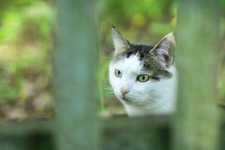 country cat outdoor closeup photo hunting on green grass backgroundの写真素材