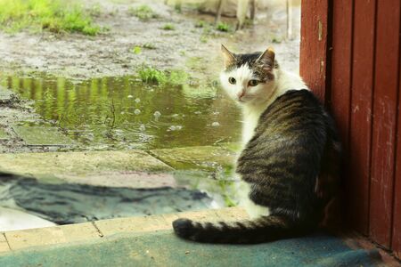 country cute cat outdoor closeup photo sit on the house porch with rain on the backgroundの写真素材
