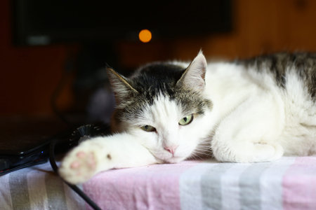 funny cat lay on table working place with computer monitor on the background close up photo