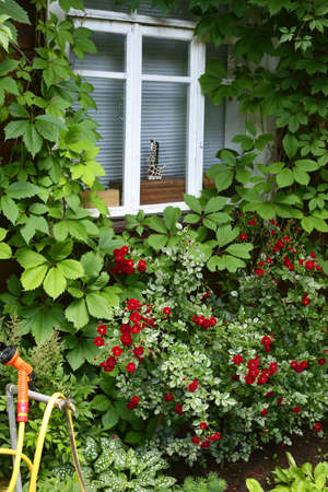 country house window with wild grape plant and red roses bush close up photoの写真素材