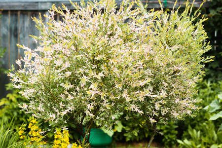 decorative bush with white pink leafs on beautiful formal