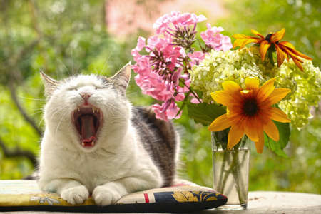 country funny cat yawning outdoor closeup photo relaxing on patchwork pillowの写真素材