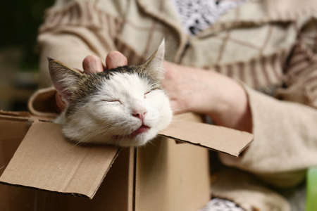 country funny cat in box on the lap with woman stroking hands close up photoの写真素材