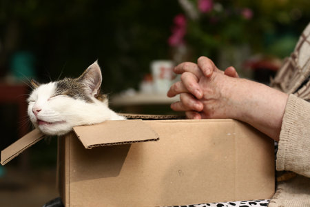 country funny cat in box on the lap with woman stroking hands close up photo