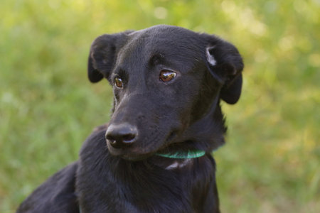black dog full body photo on green grass background