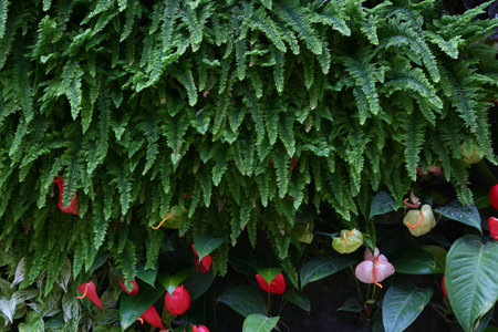beautiful Spanish park with blue flowers bush close up summer photoの写真素材