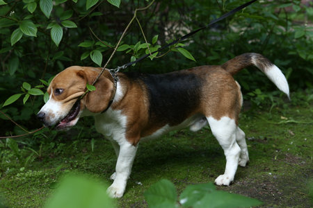 beagle dog closeup portrait with stick on green grass backgroundの写真素材