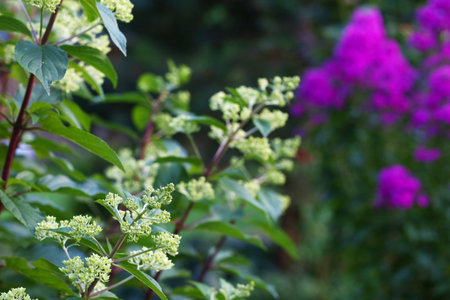 pink flox flowers close up photo on green garden background