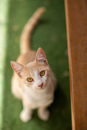 red haired cat in shelter close up photoの写真素材