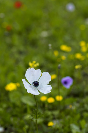 field with summer flowers and red popsの写真素材