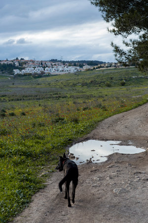 lonely black dog walking on summer field beautiful landscapeの写真素材