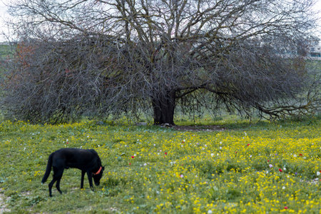 lonely black dog walking on summer field beautiful landscapeの写真素材