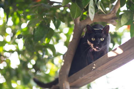 black cat climb on the orange tree close up photoの写真素材
