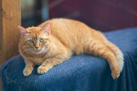 ginger cat in shelter close up photoの写真素材