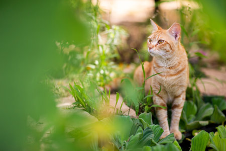 ginger cat in beautiful summer garden close up photoの写真素材
