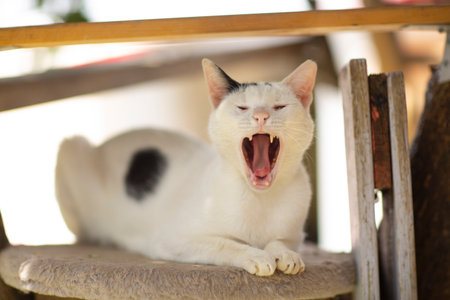 yawning black and white cat in shelter close up photoの写真素材