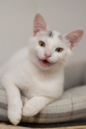 white funny smiling kitten in shelter close up photoの写真素材